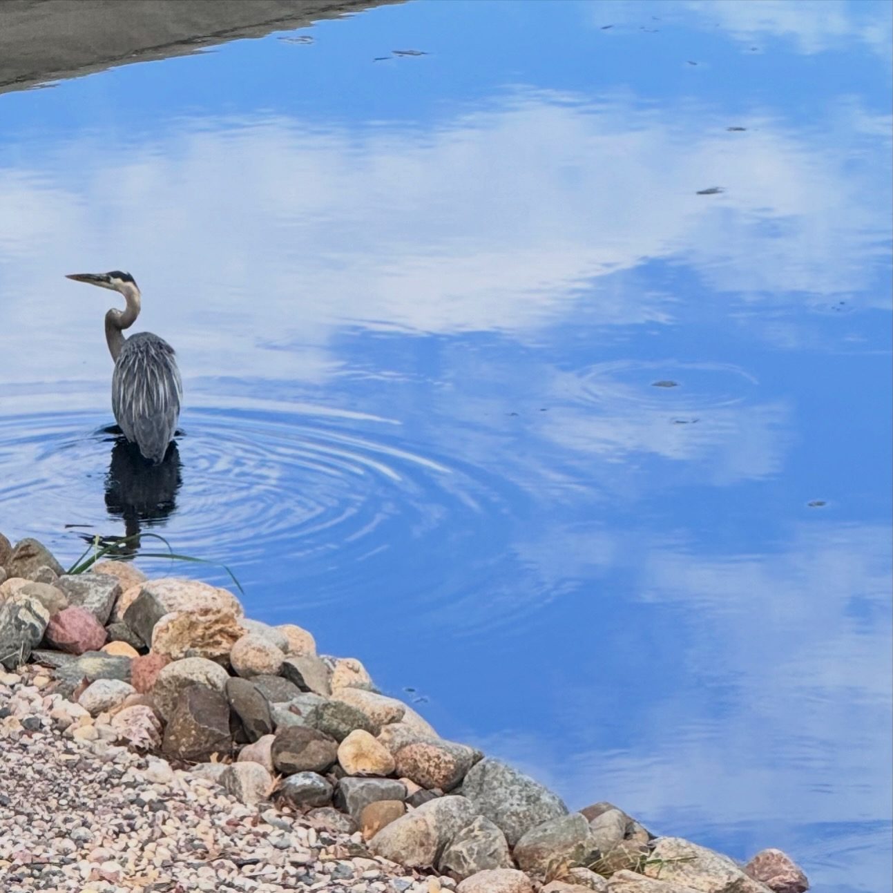 Great blue heron wading off the shoreline